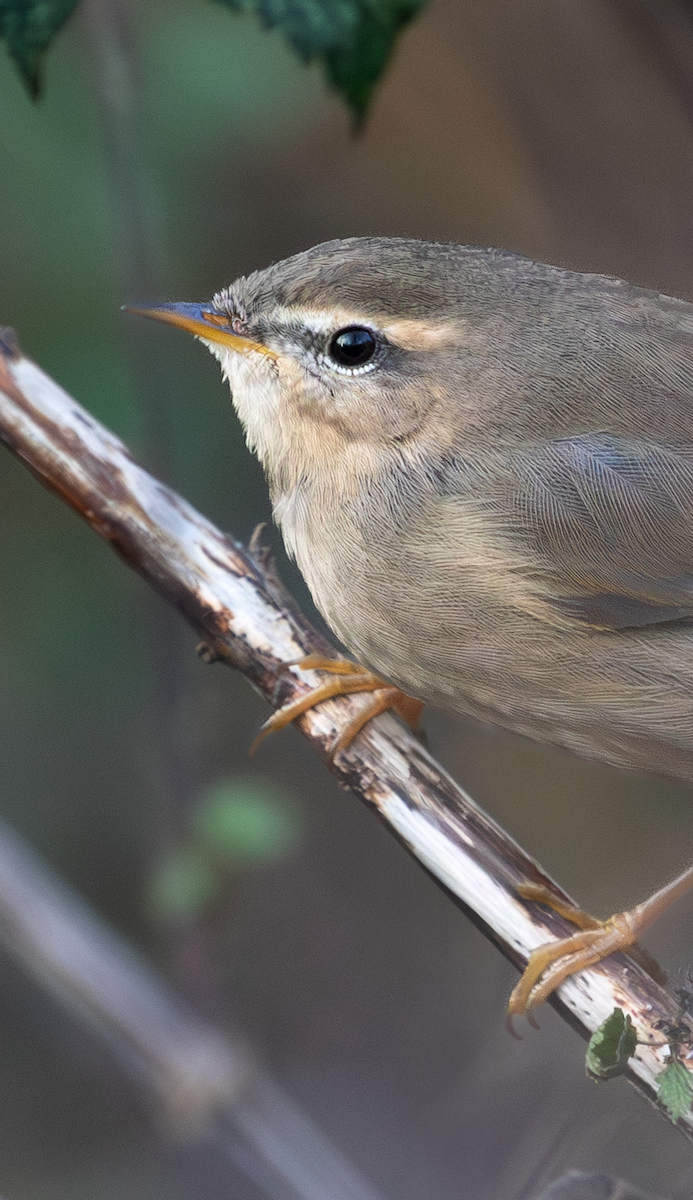 Dusky Warbler - ML645207845