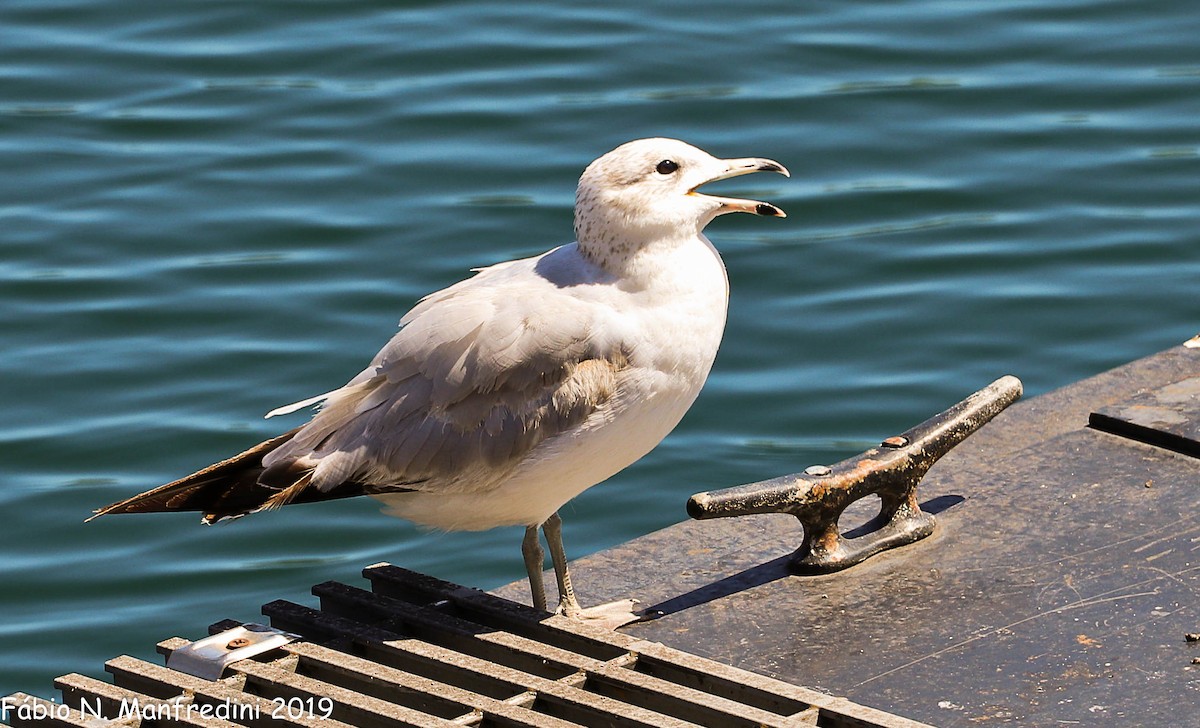 Ring-billed Gull - ML645207847
