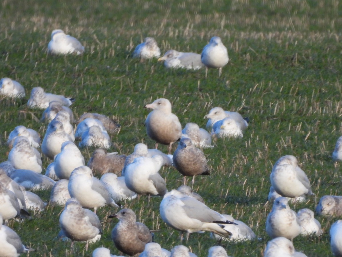 Gavión Hiperbóreo - ML645207852