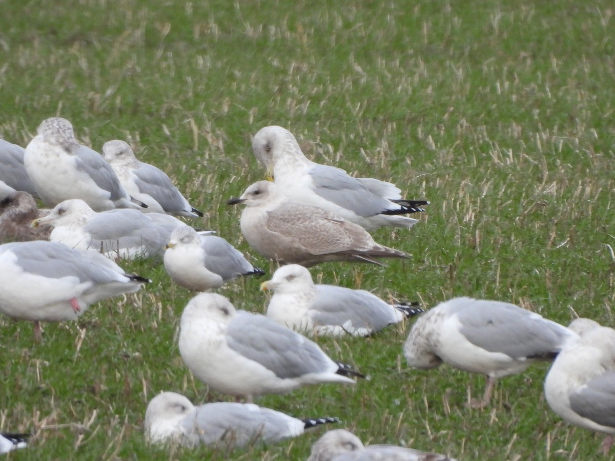 Iceland Gull - ML645207862