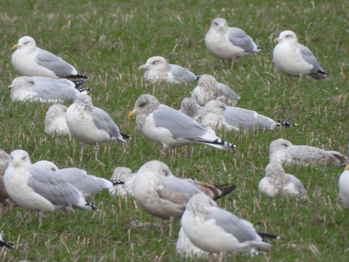 Iceland Gull (Thayer's) - ML645207864