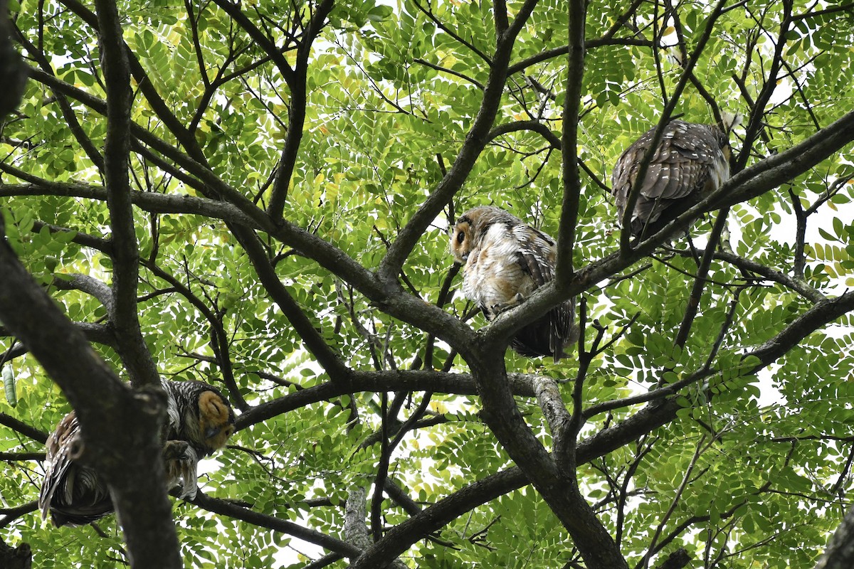 Spotted Wood-Owl - ML645207883