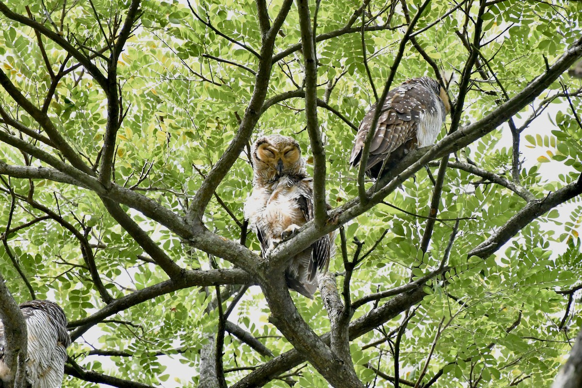 Spotted Wood-Owl - ML645207884