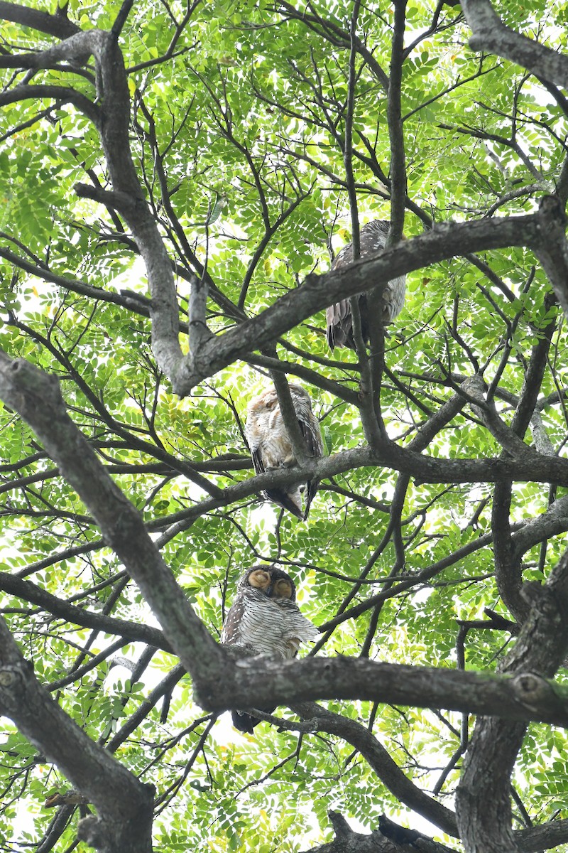 Spotted Wood-Owl - ML645207885