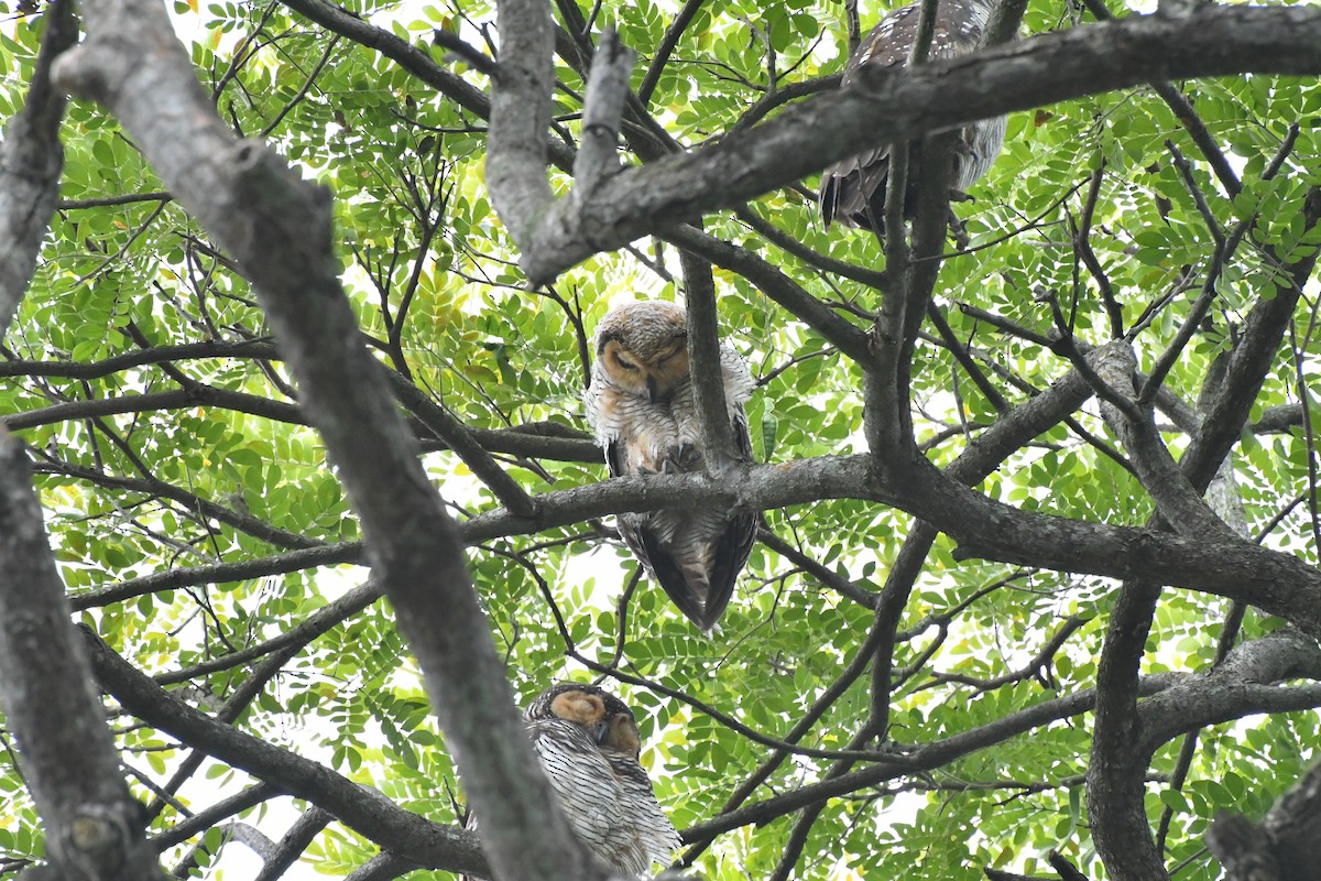 Spotted Wood-Owl - ML645207886