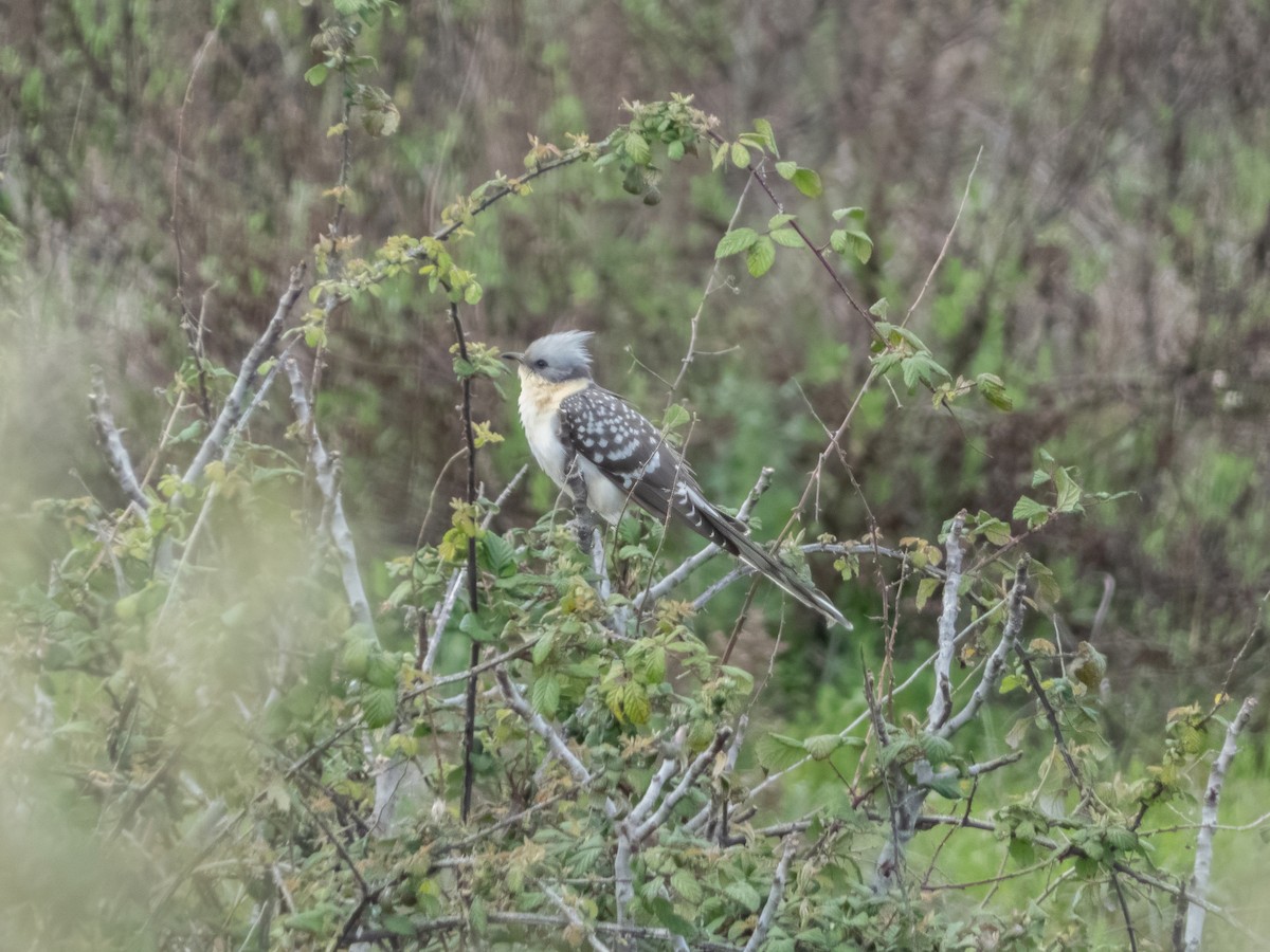 Tepeli Guguk - ML645207897