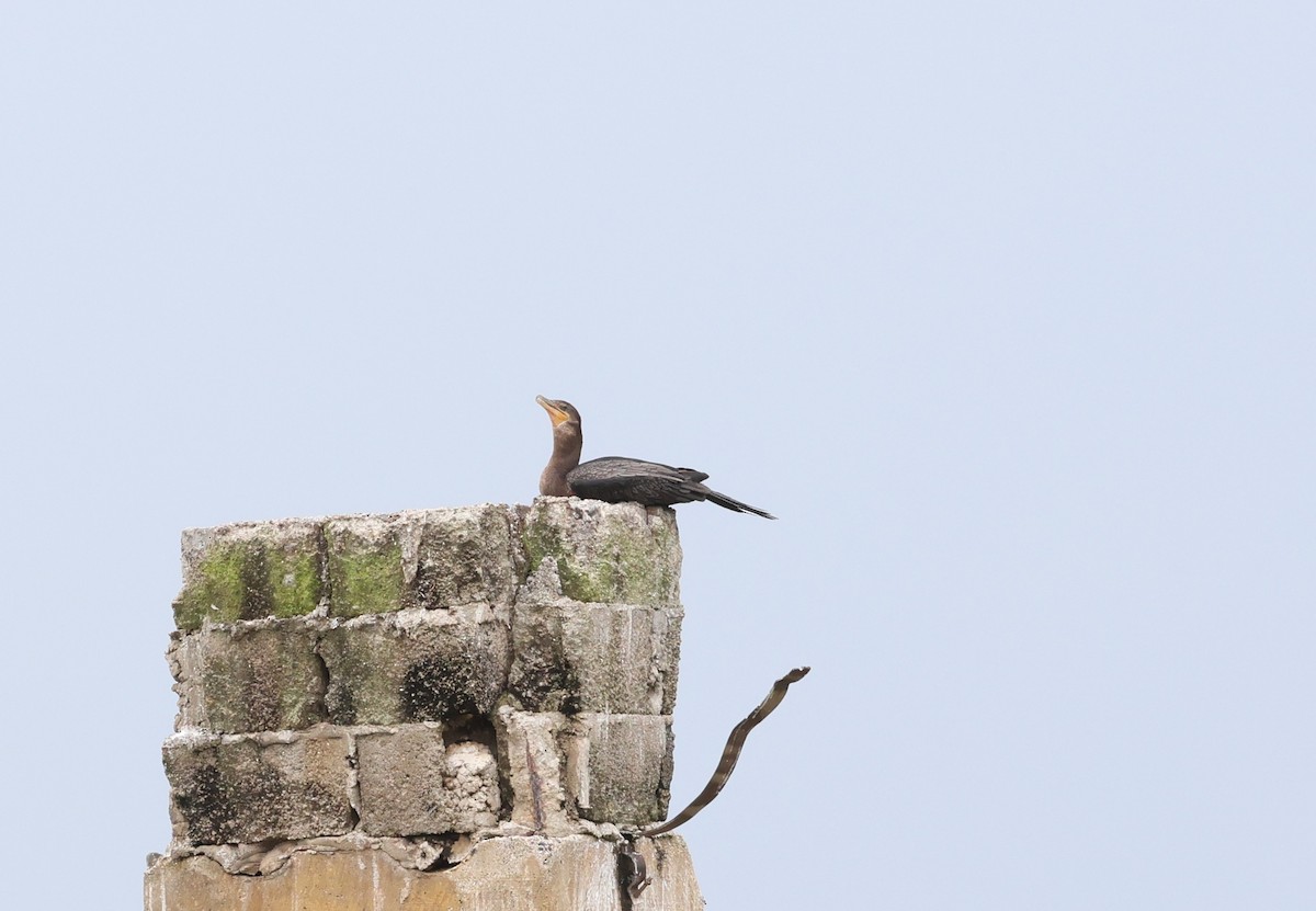 Neotropic Cormorant - ML645207898