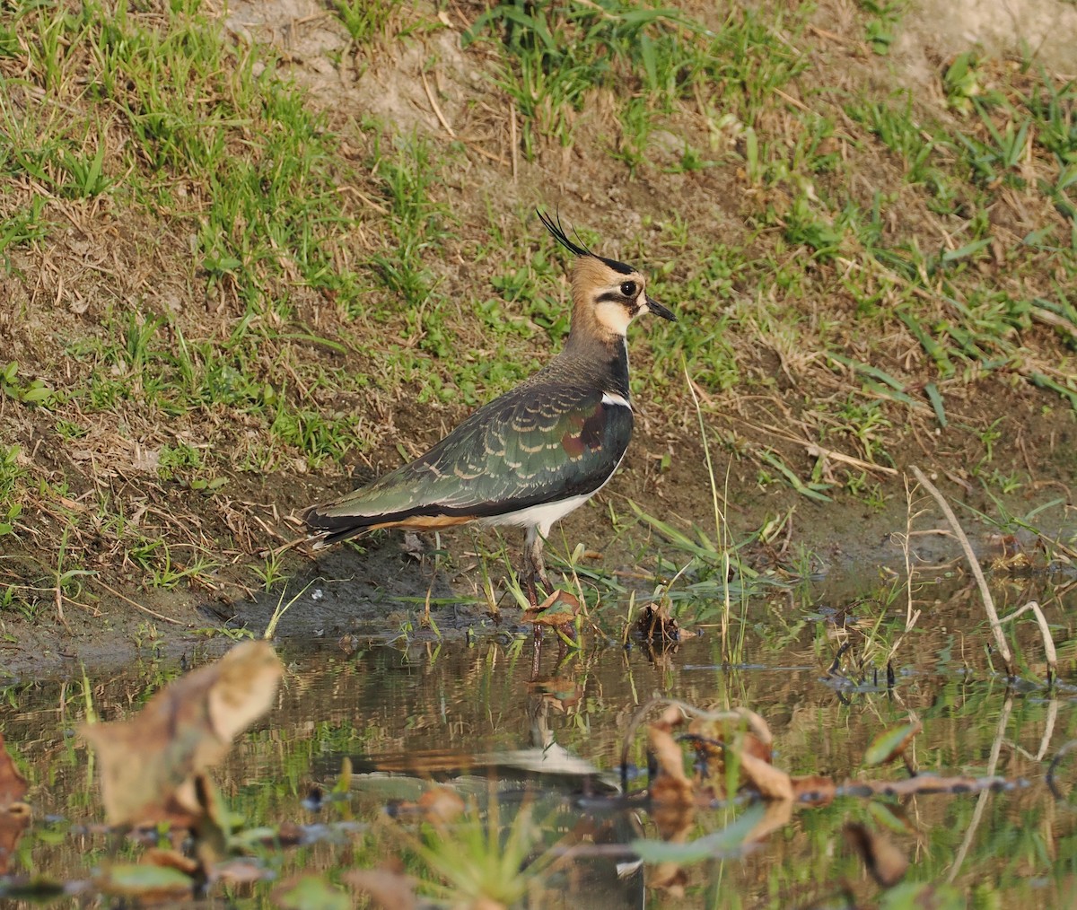 Northern Lapwing - ML645207912