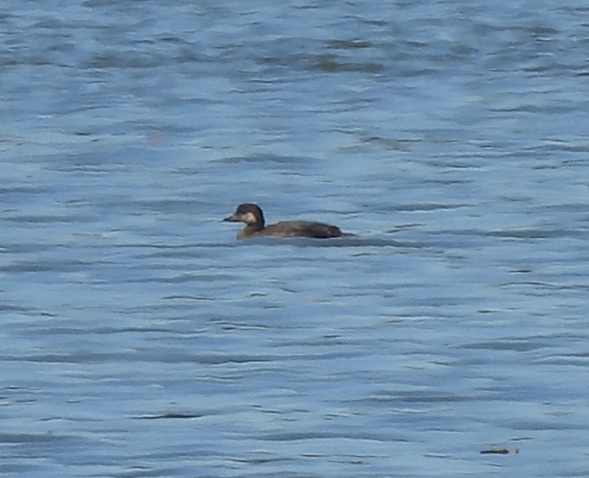 amerikasvartand - ML645207913