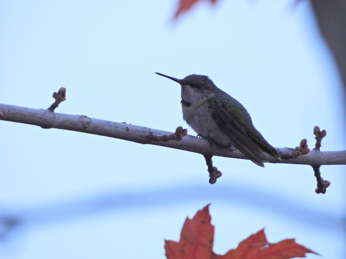 Ruby-throated Hummingbird - ML645207916