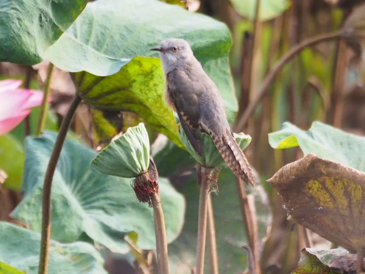 Plaintive Cuckoo - ML645207930
