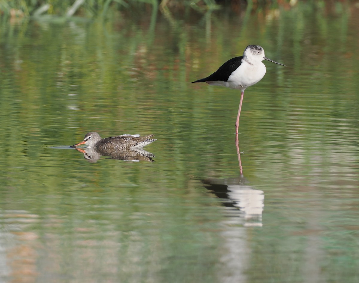 Spotted Redshank - ML645207938