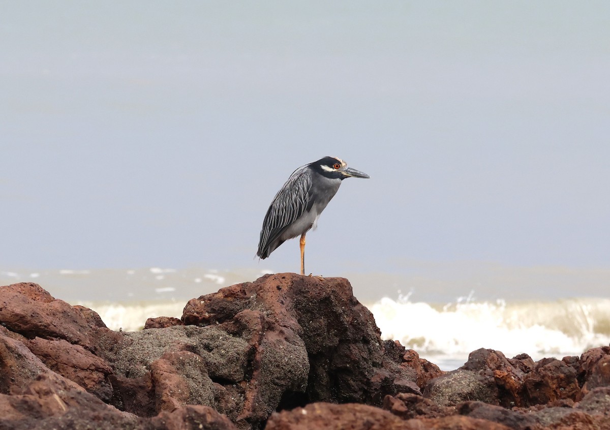 Квак чорногорлий - ML645207939