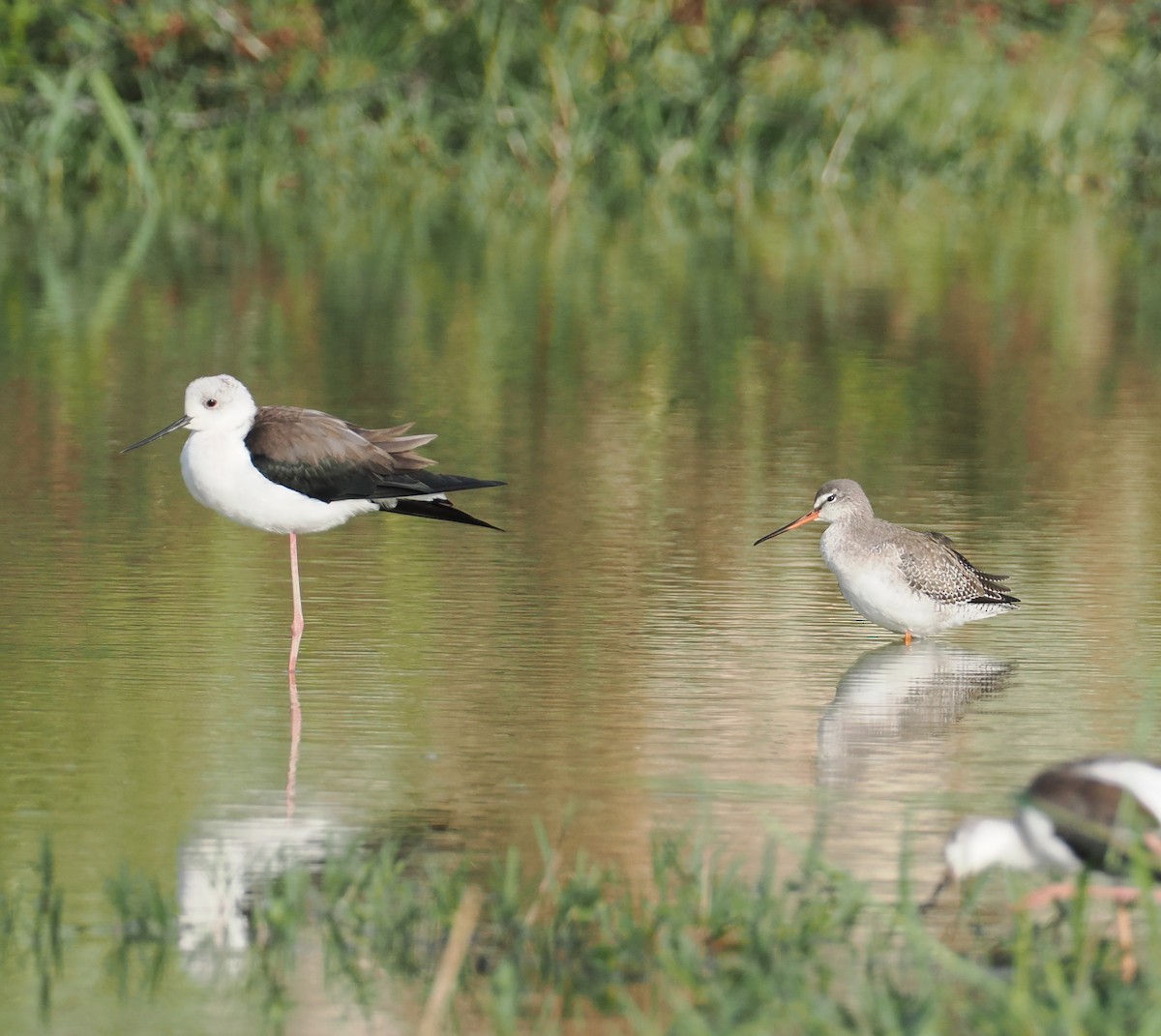 Spotted Redshank - ML645207940