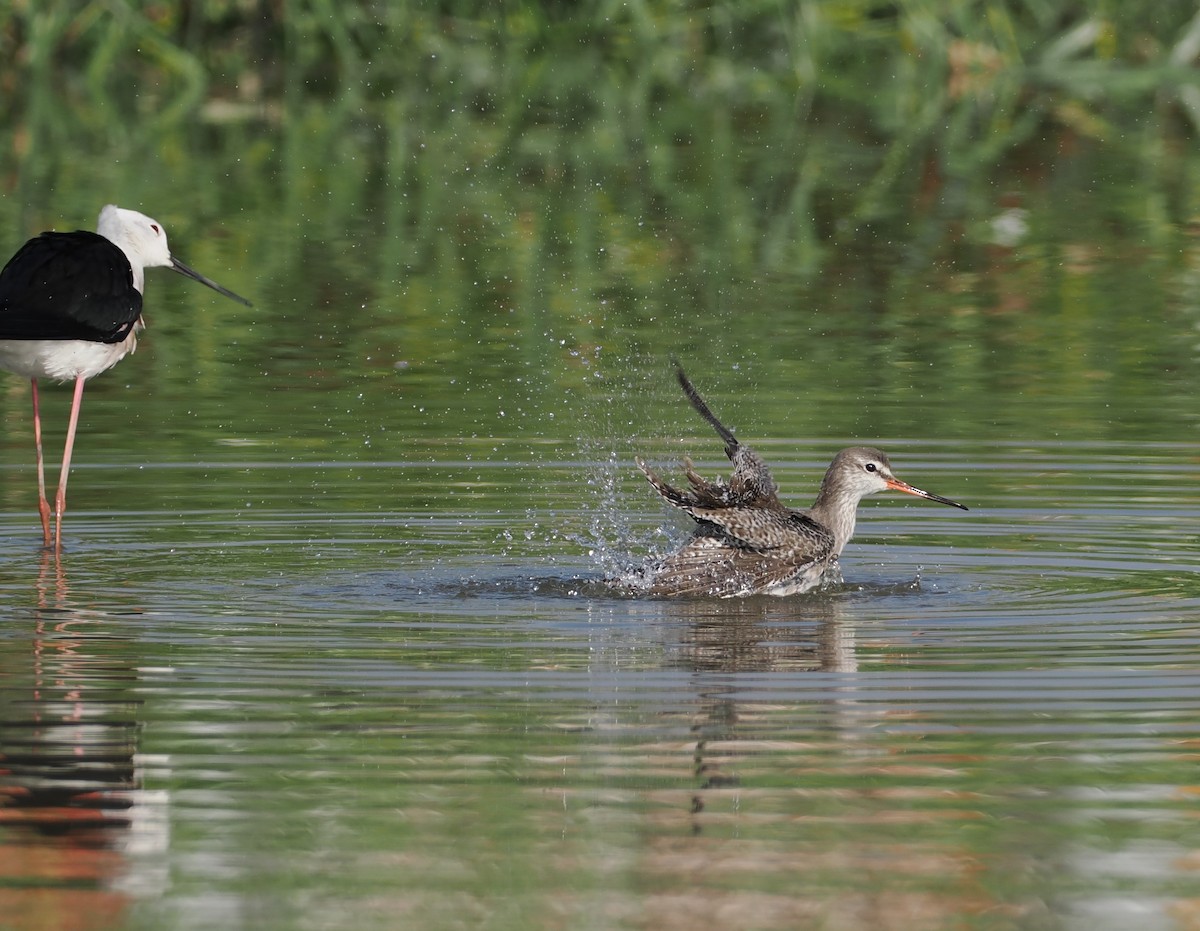 Spotted Redshank - ML645207941