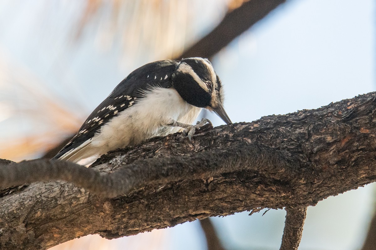 Hairy Woodpecker - ML645207942