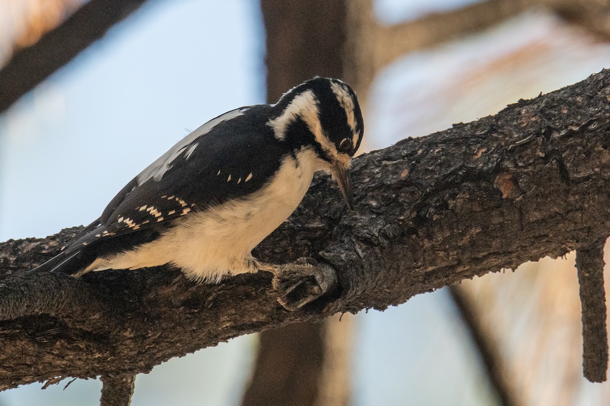 Hairy Woodpecker - ML645207943