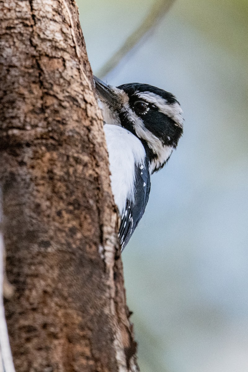 Hairy Woodpecker - ML645207944