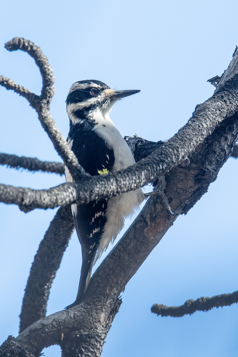 Hairy Woodpecker - ML645207945