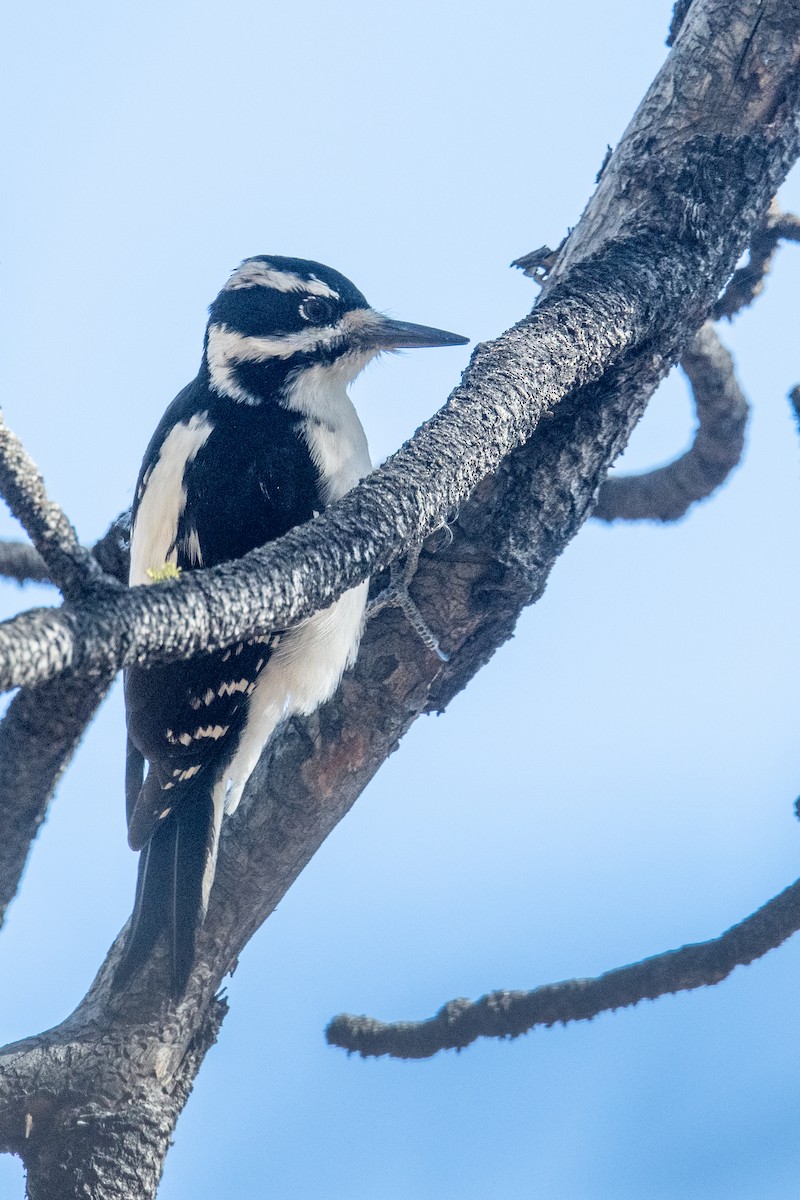 Hairy Woodpecker - ML645207946