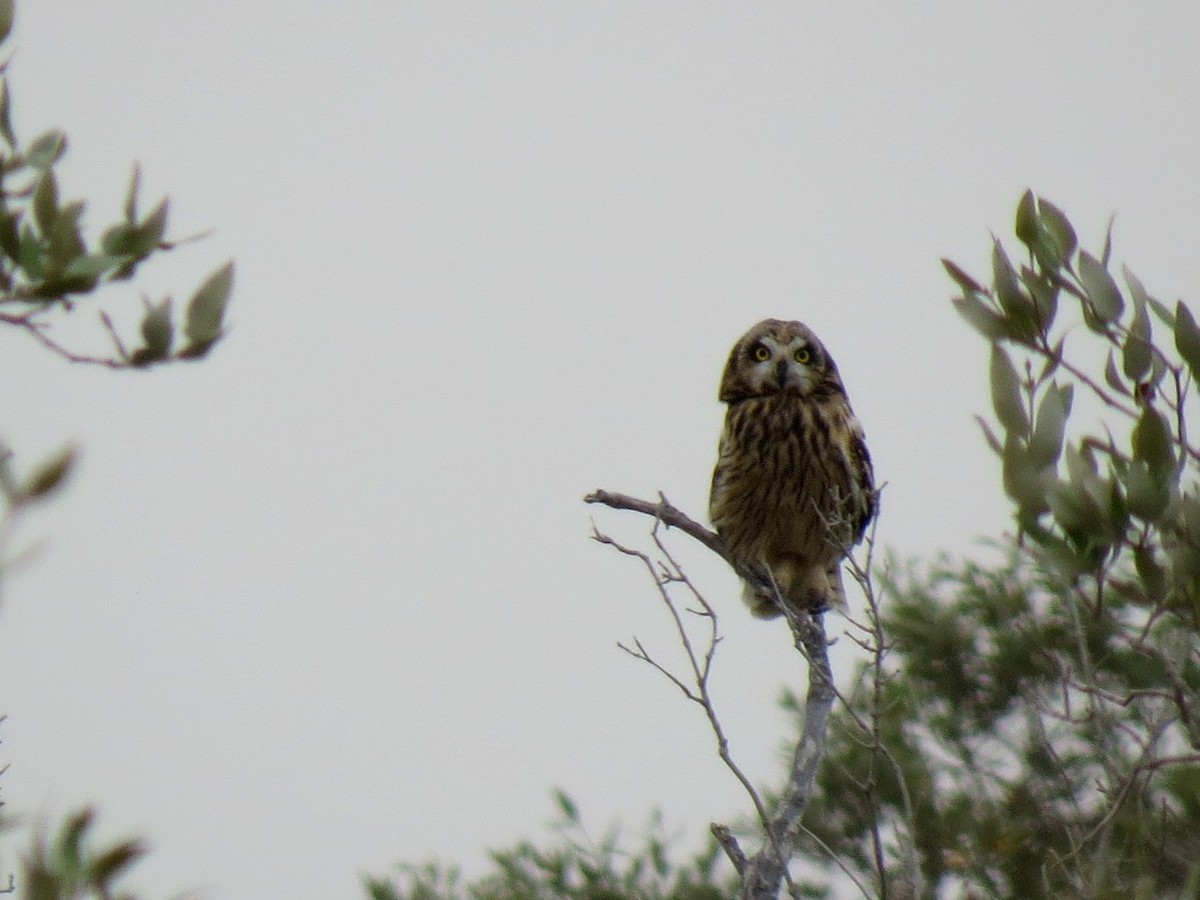 コミミズク（flammeus） - ML645207963