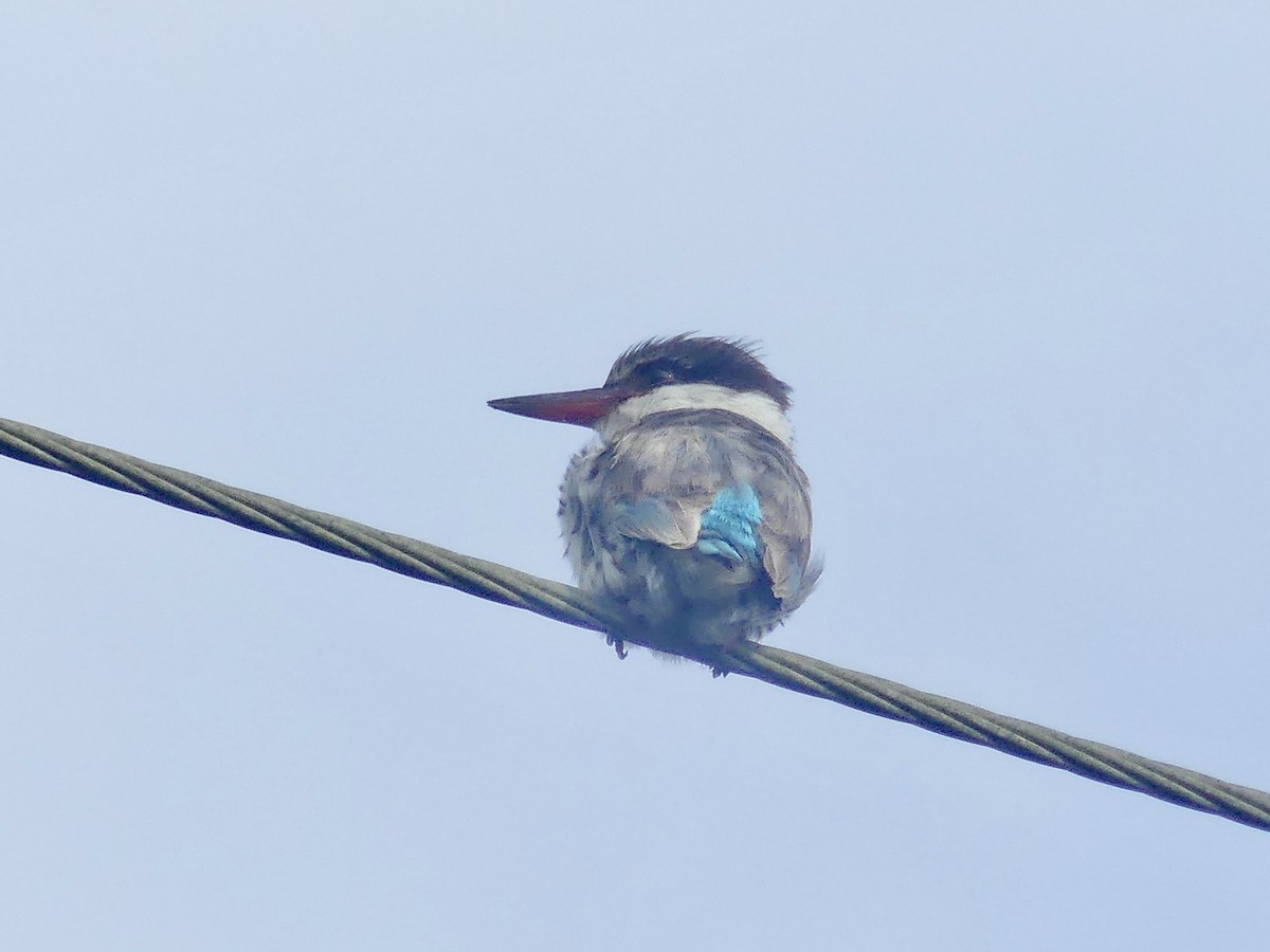 Striped Kingfisher - ML645207964