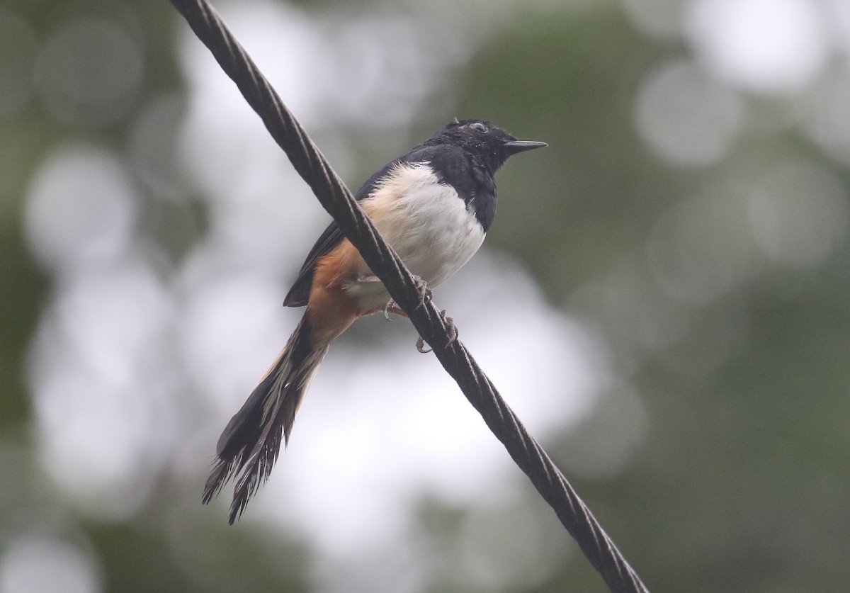 Andaman Shama - ML645207980