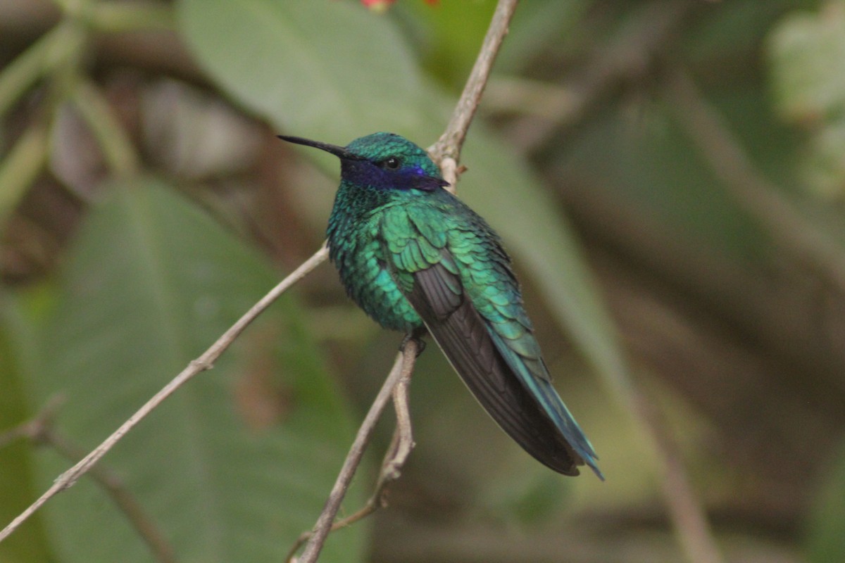 Колібрі синьочеревий - ML645207987