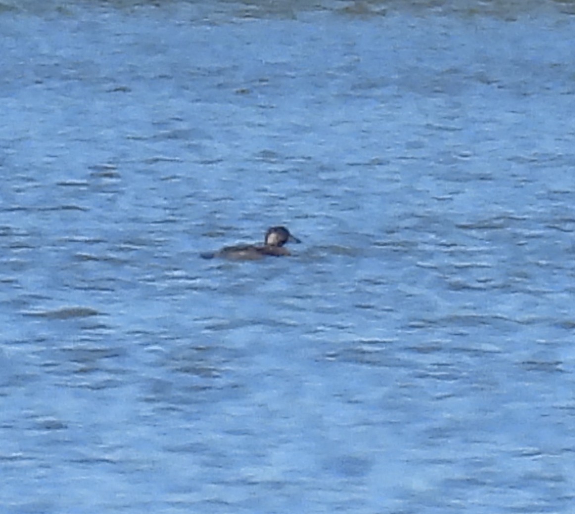 amerikasvartand - ML645207991