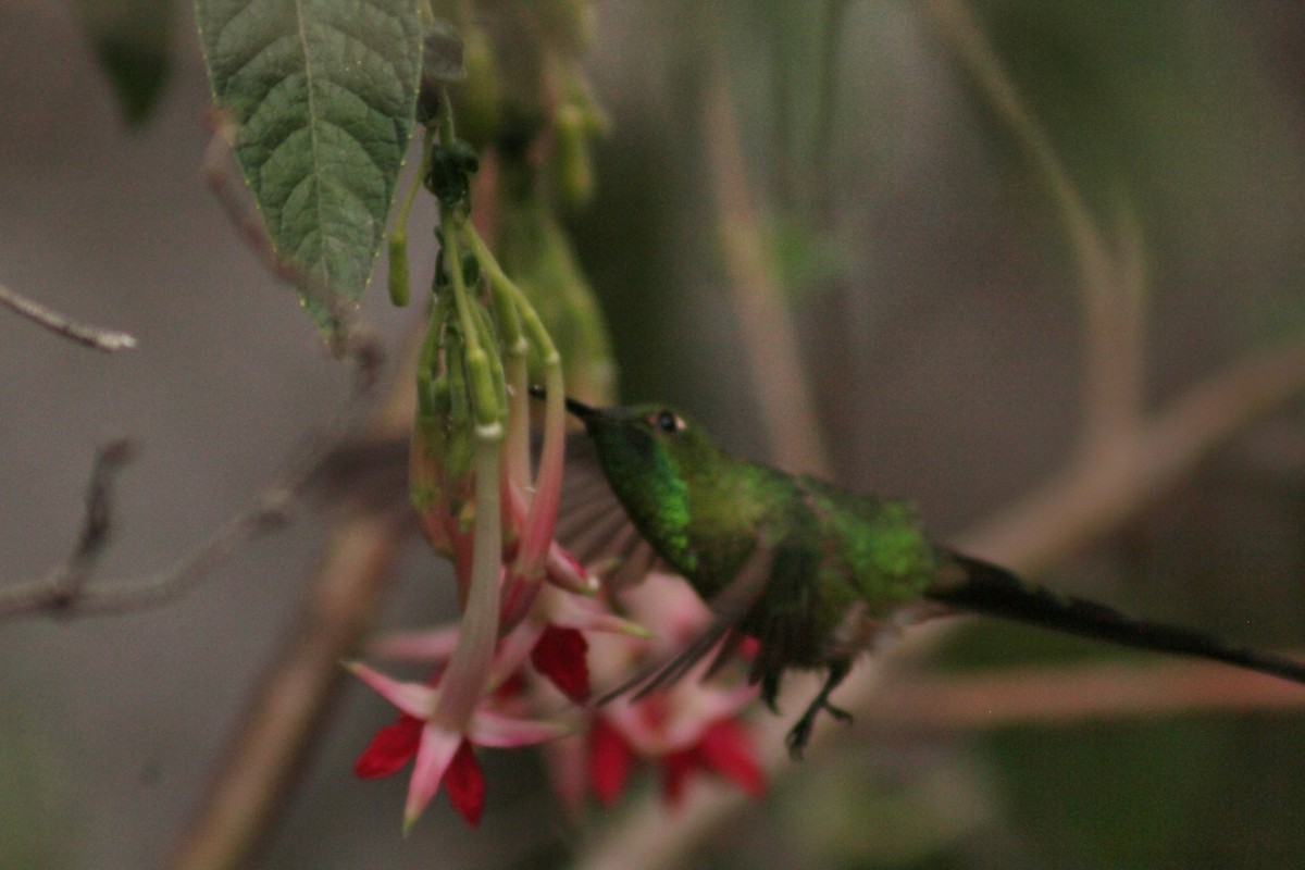 Black-tailed Trainbearer - ML645207995