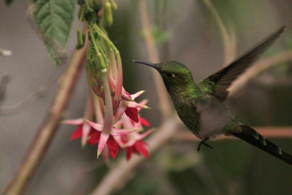 Black-tailed Trainbearer - ML645207996