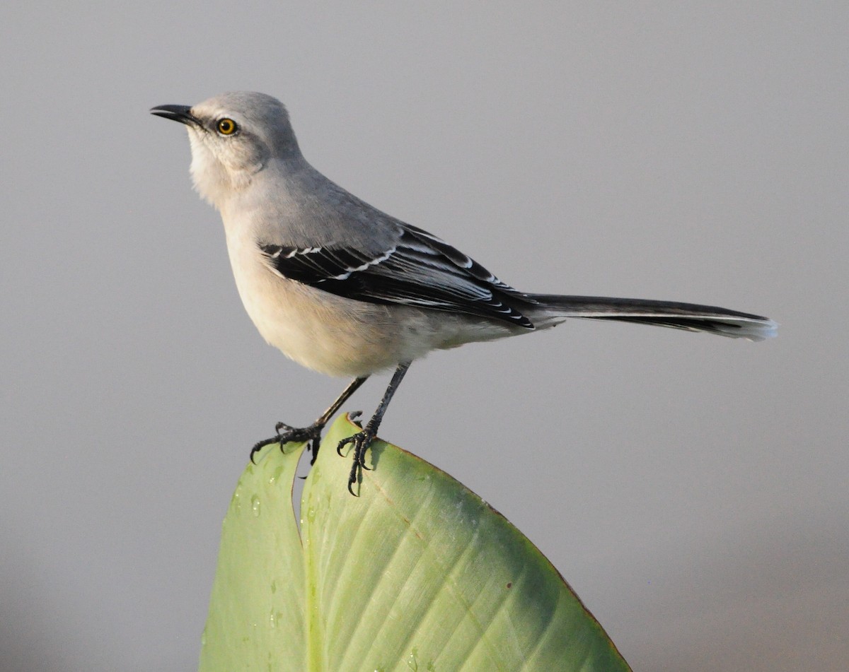 Tropikal Taklitçi - ML645207997