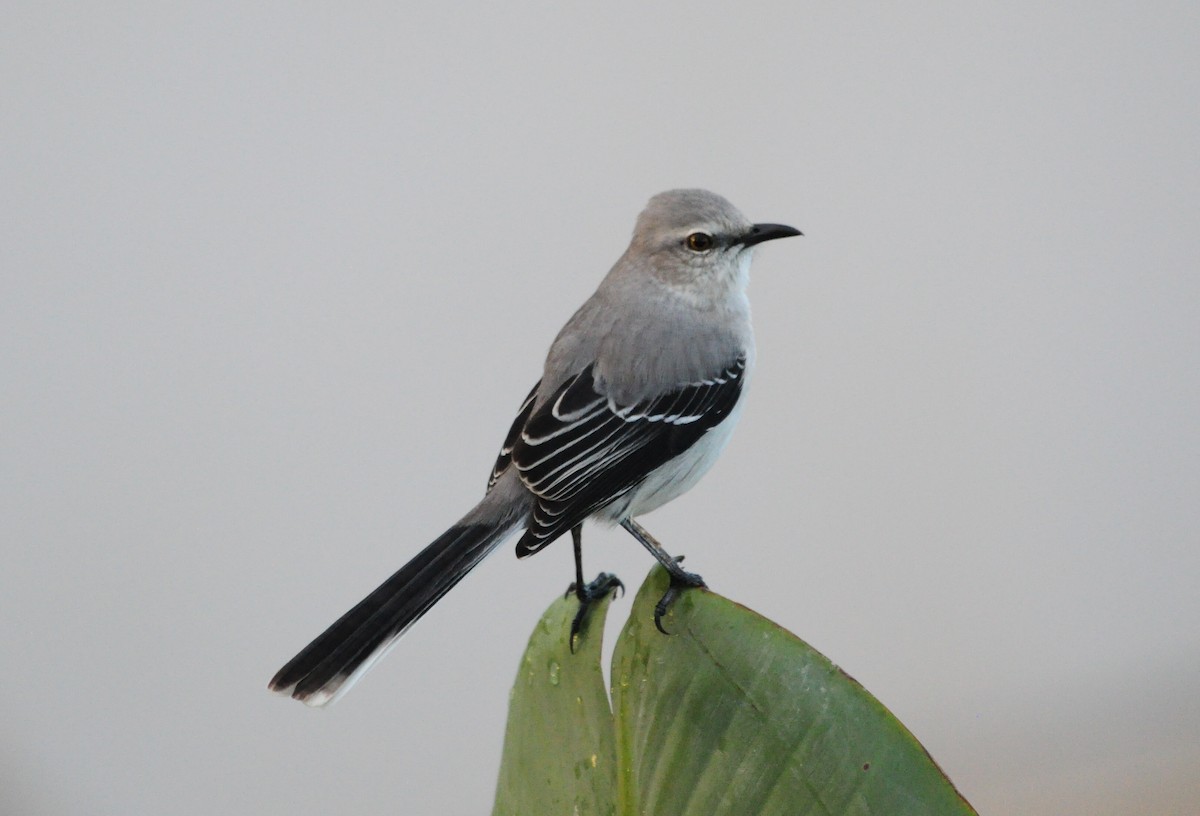 Tropikal Taklitçi - ML645207998