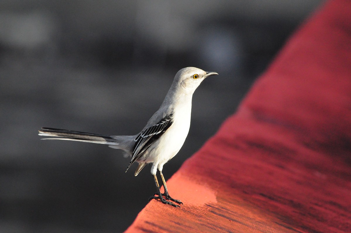 Tropikal Taklitçi - ML645207999