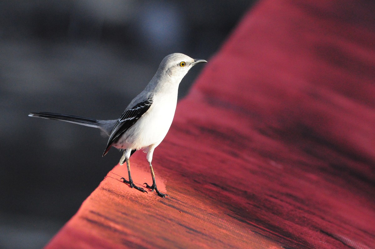 Tropikal Taklitçi - ML645208000