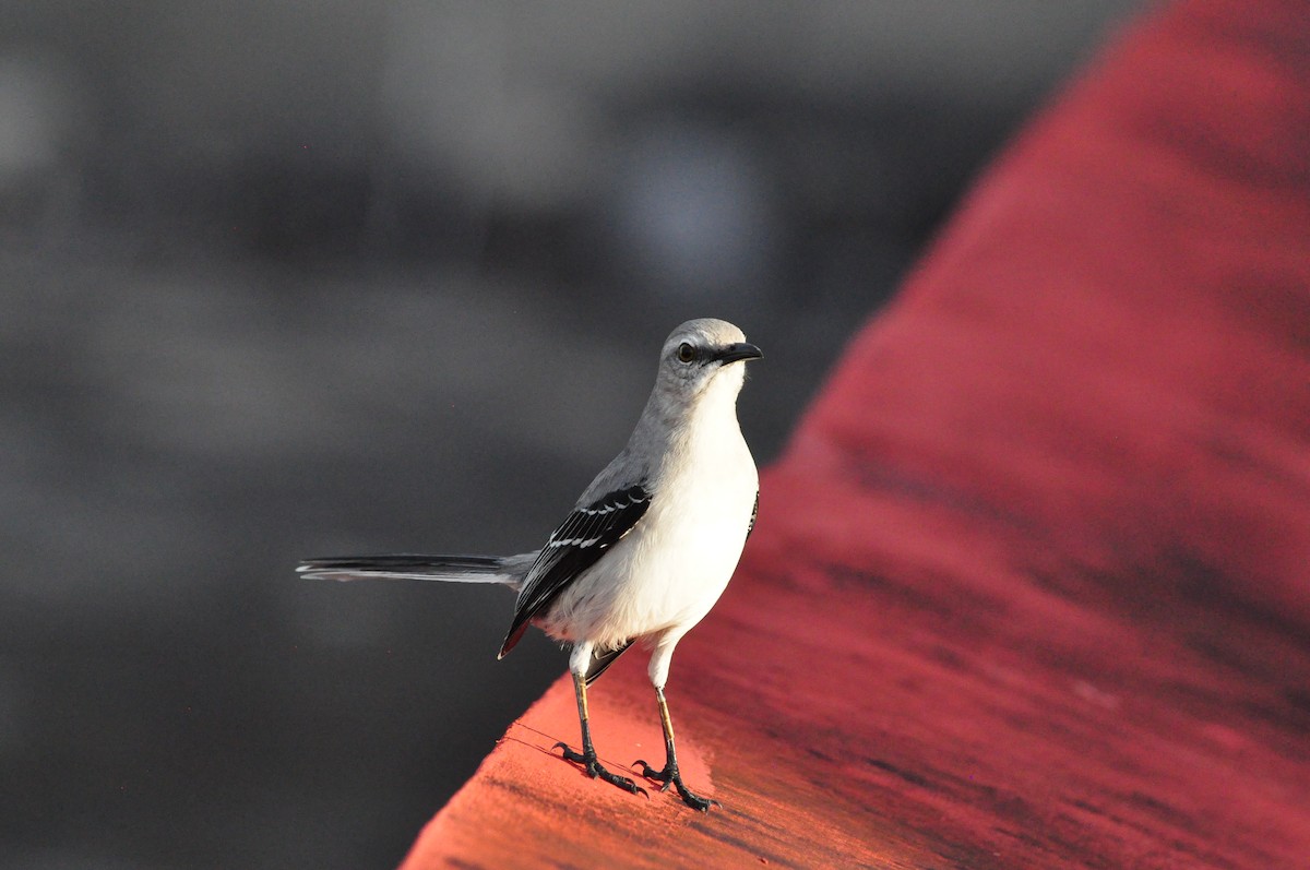 Tropikal Taklitçi - ML645208001