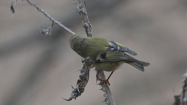 Золотомушка жовточуба - ML645208015