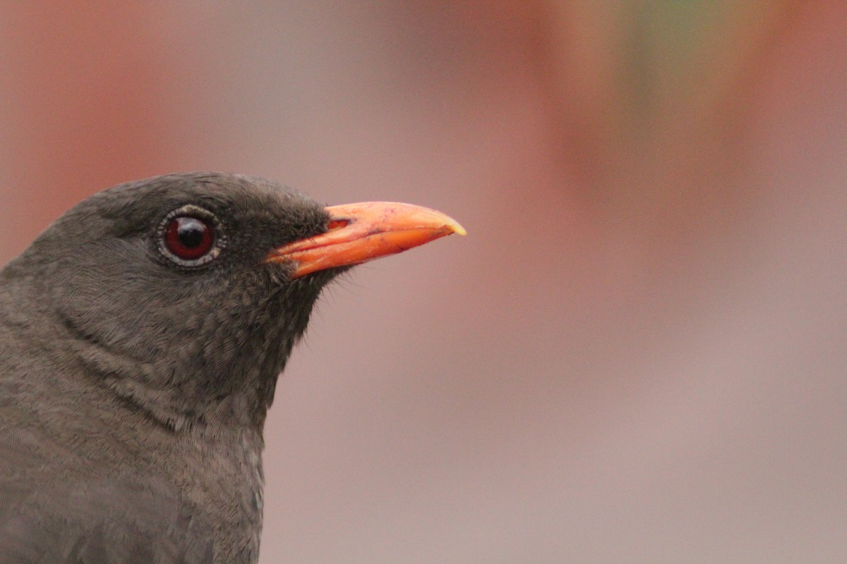 Great Thrush - ML645208019