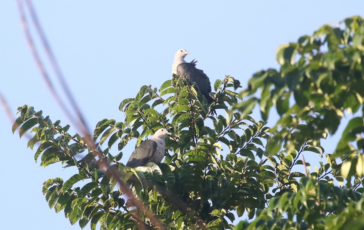 Green Imperial-Pigeon - ML645208029