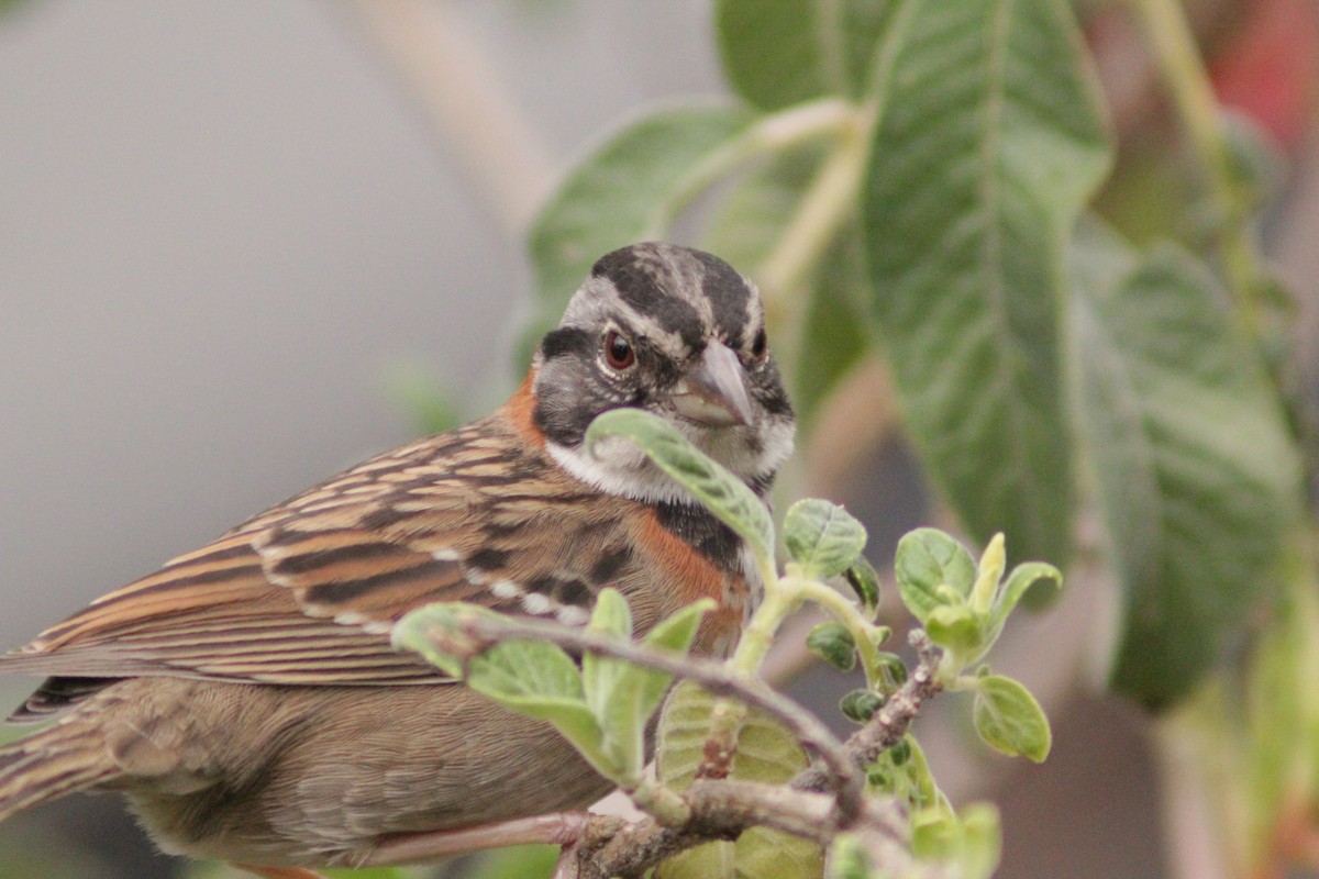 Morgenammer - ML645208036