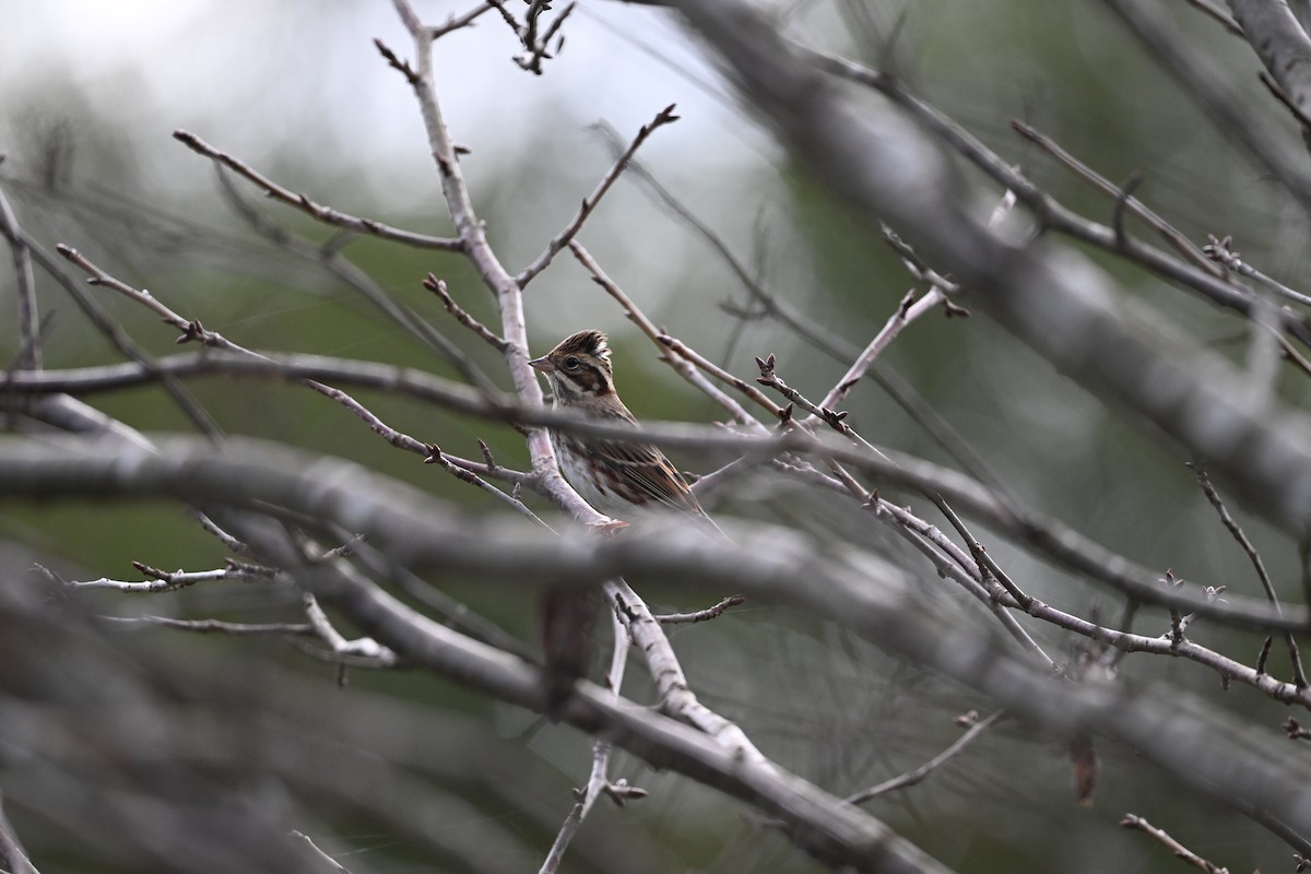 Rustic Bunting - ML645208040