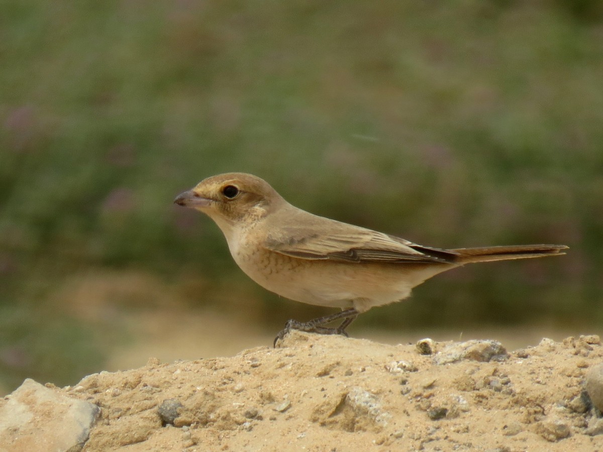 Isabellwürger - ML645208041