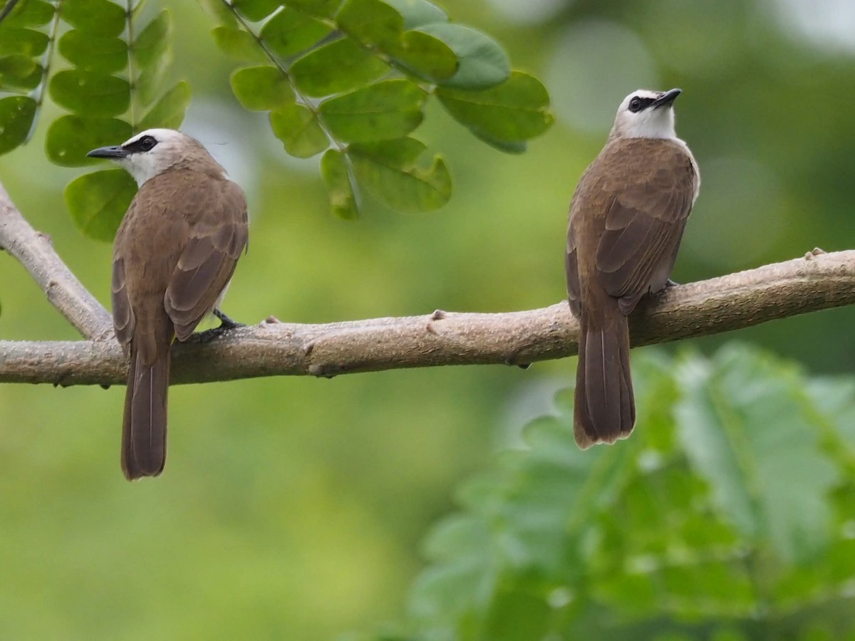 Yellow-vented Bulbul - ML645208056