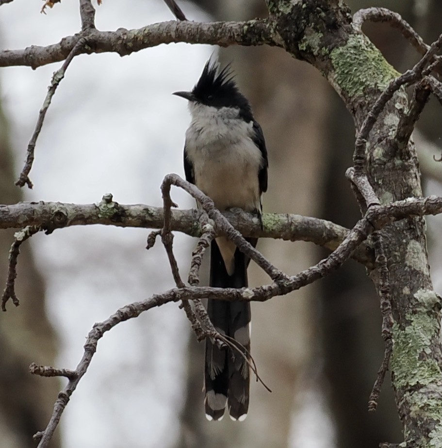 Pied Cuckoo - ML645208057