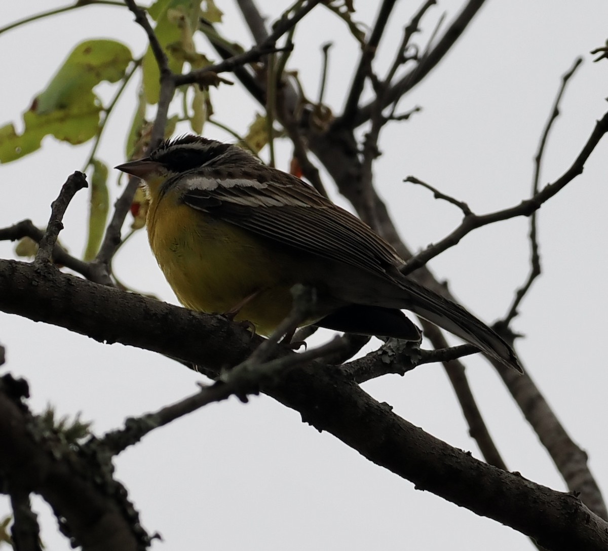 Cabanis's Bunting - ML645208061