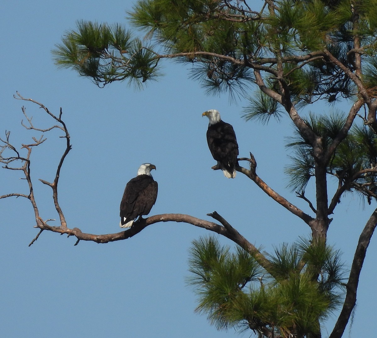Bald Eagle - ML645208069