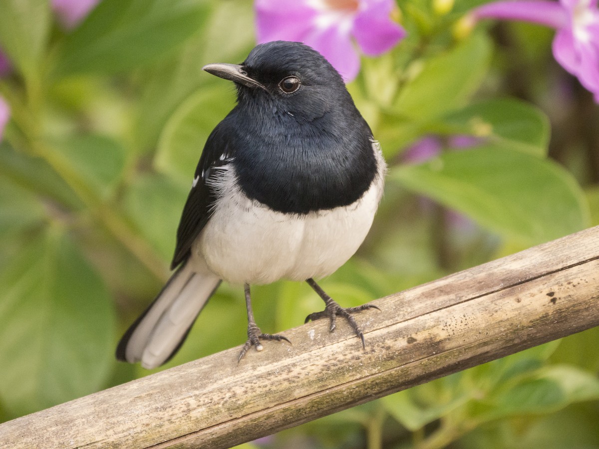 シキチョウ - ML645208070