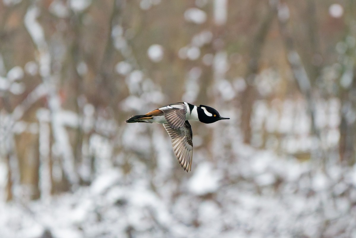 Hooded Merganser - ML645208073