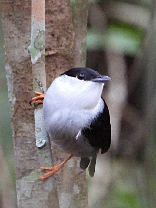 White-bearded Manakin - ML645208074