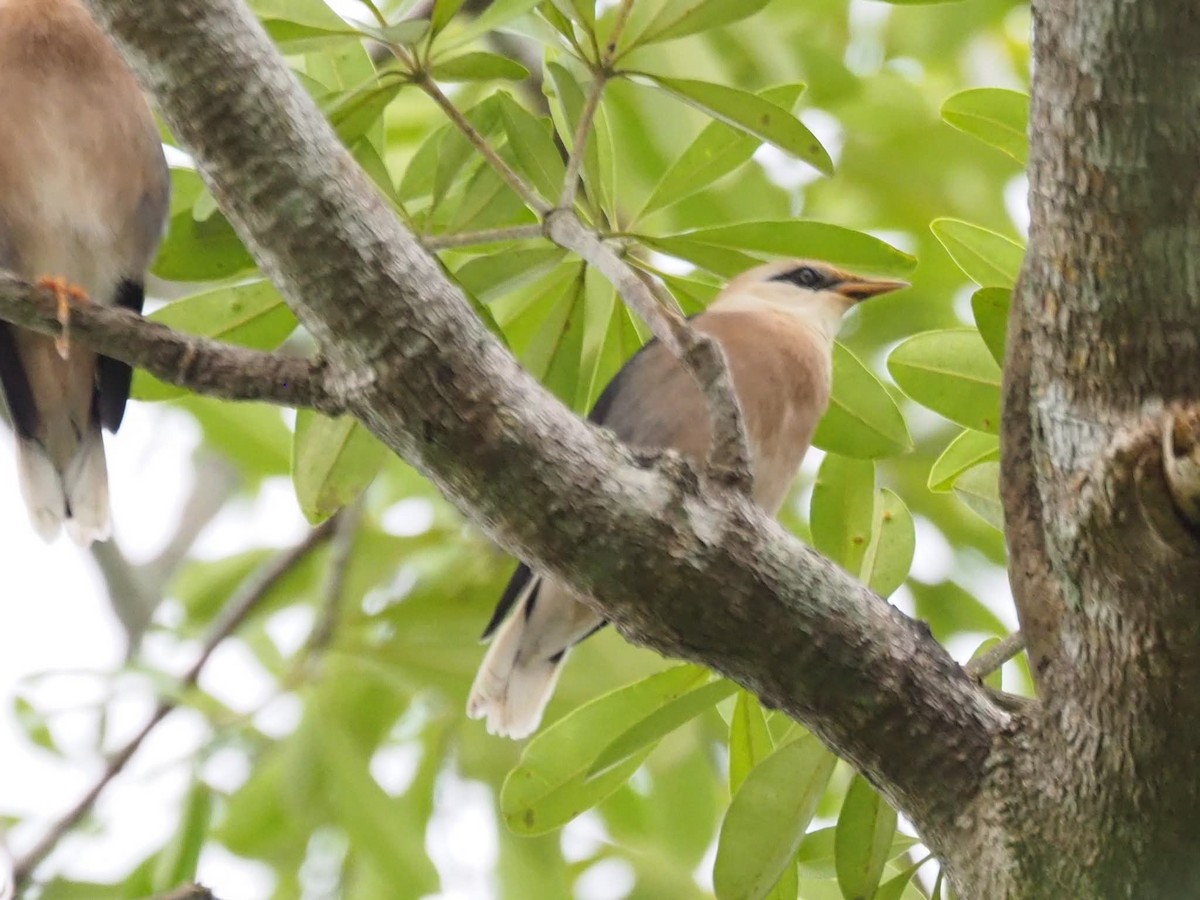 Vinous-breasted Myna - ML645208077